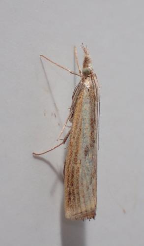 Réf. 223 025 : Agriphila inquinatella